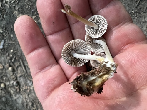 Mycena (Photo 3 of 4)