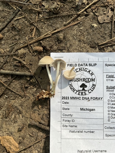 Mycena (Photo 4 of 4)