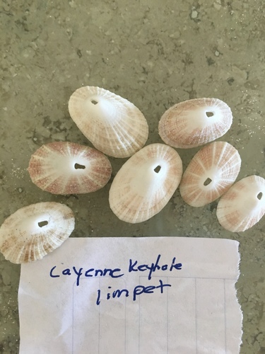 Cayenne Keyhole Limpet