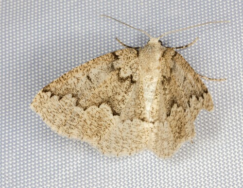 iNaturalist observation photo of Packard's Girdle