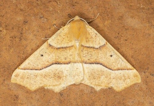 iNaturalist observation photo of October Thorn