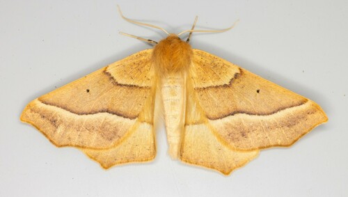 iNaturalist observation photo of October Thorn