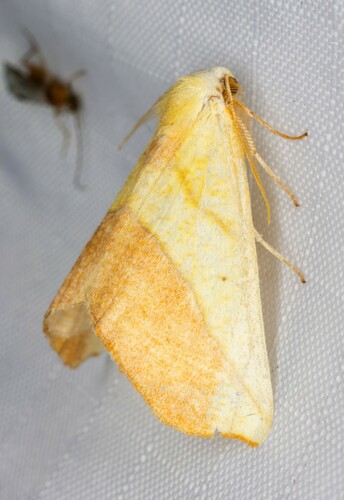 iNaturalist observation photo of Sicya crocearia