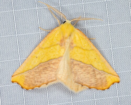 iNaturalist observation photo of Sicya crocearia
