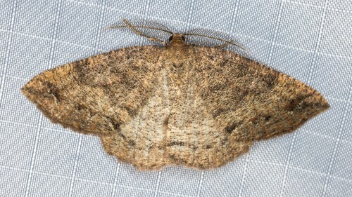 iNaturalist observation photo of Large Banded Wave Moth