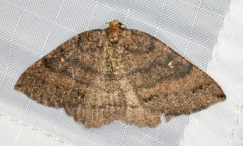 iNaturalist observation photo of Large Banded Wave Moth