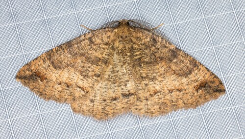 iNaturalist observation photo of Large Banded Wave Moth