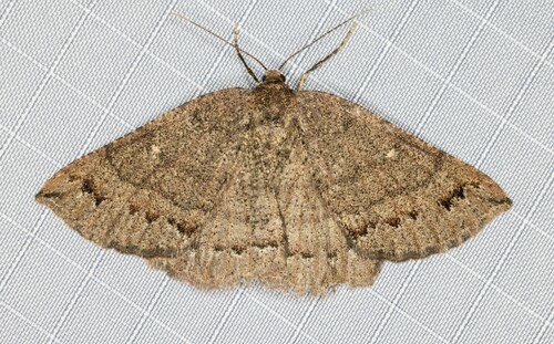 iNaturalist observation photo of Large Banded Wave Moth