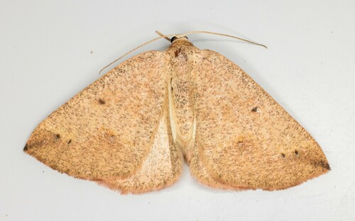 iNaturalist observation photo of Spurred Wave Moth