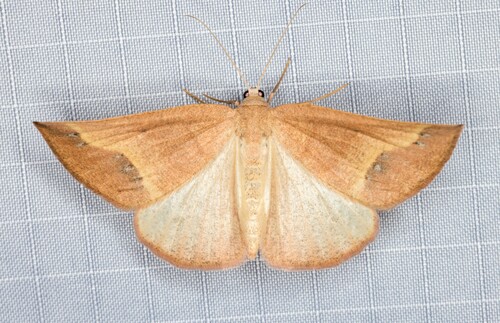 iNaturalist observation photo of Spurred Wave Moth