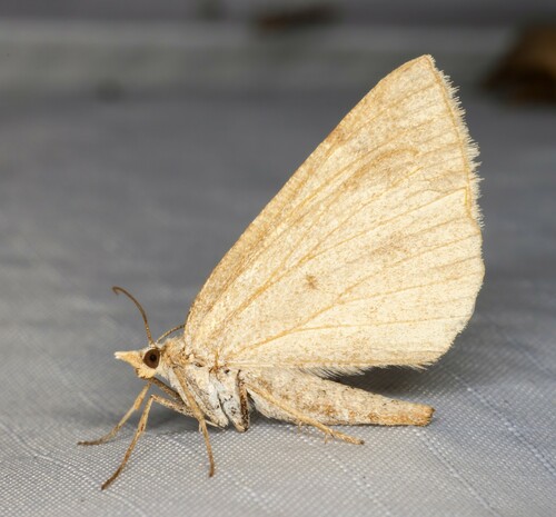 iNaturalist observation photo of Sericosema