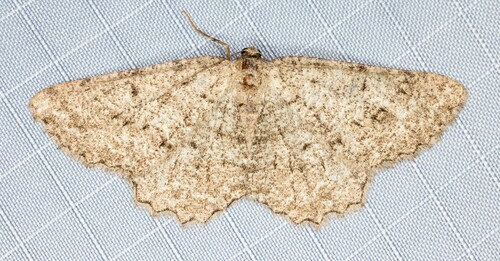 iNaturalist observation photo of Broad-winged Gray