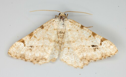 iNaturalist observation photo of Angle Moths and Allies