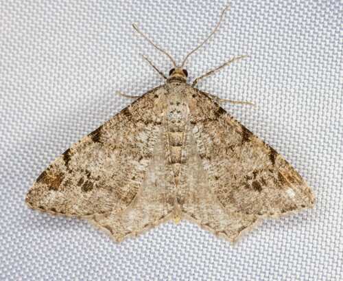 iNaturalist observation photo of Pale-marked Angle