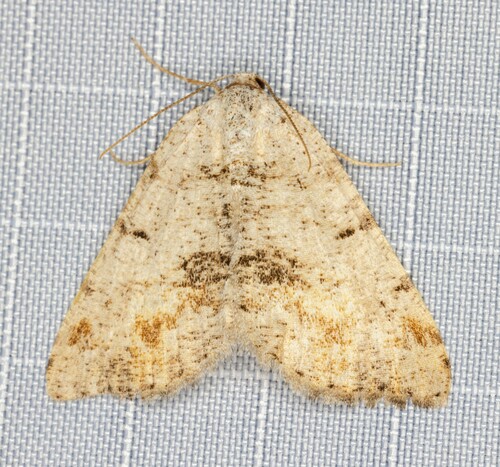 iNaturalist observation photo of Macaria