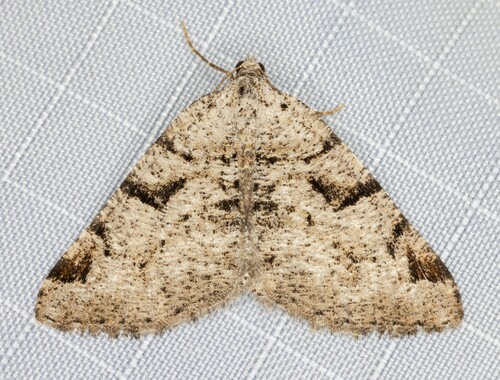 iNaturalist observation photo of Split-lined Angle