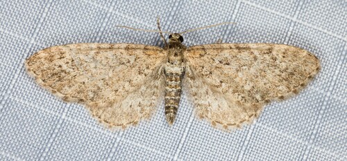 iNaturalist observation photo of Satyr Pug Moth