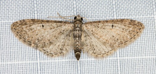 iNaturalist observation photo of Pug Moths