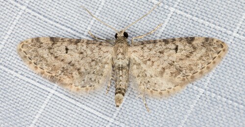 iNaturalist observation photo of Tamarack Looper