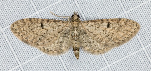 iNaturalist observation photo of Pug Moths