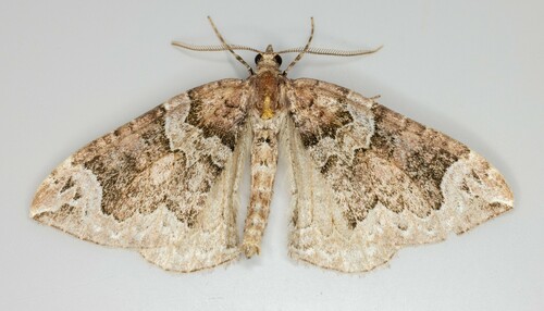 iNaturalist observation photo of Northwestern Phoenix Moth