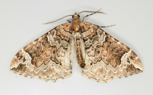 iNaturalist observation photo of Northwestern Phoenix Moth