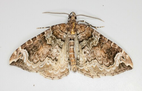 iNaturalist observation photo of Northwestern Phoenix Moth