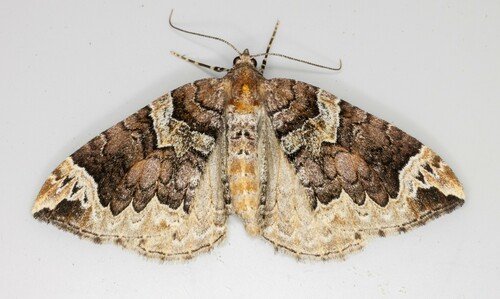 iNaturalist observation photo of Northwestern Phoenix Moth
