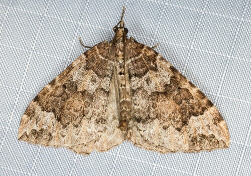 iNaturalist observation photo of Cidariini