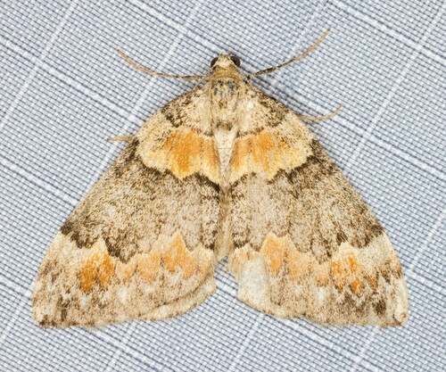 iNaturalist observation photo of Dysstroma brunneata