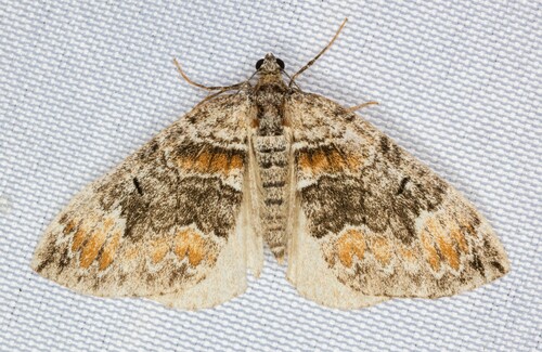 iNaturalist observation photo of Dysstroma