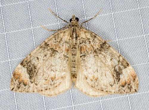 iNaturalist observation photo of Dark Marbled Carpet