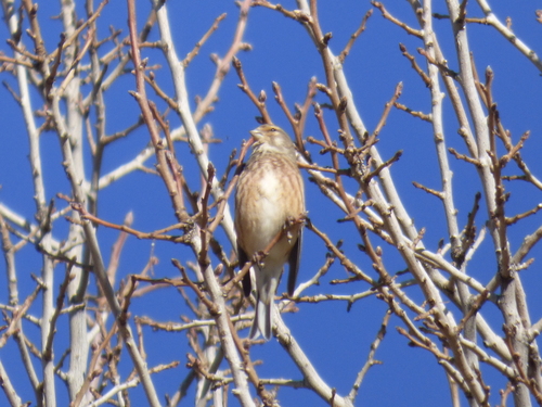 Eurasian Linnet