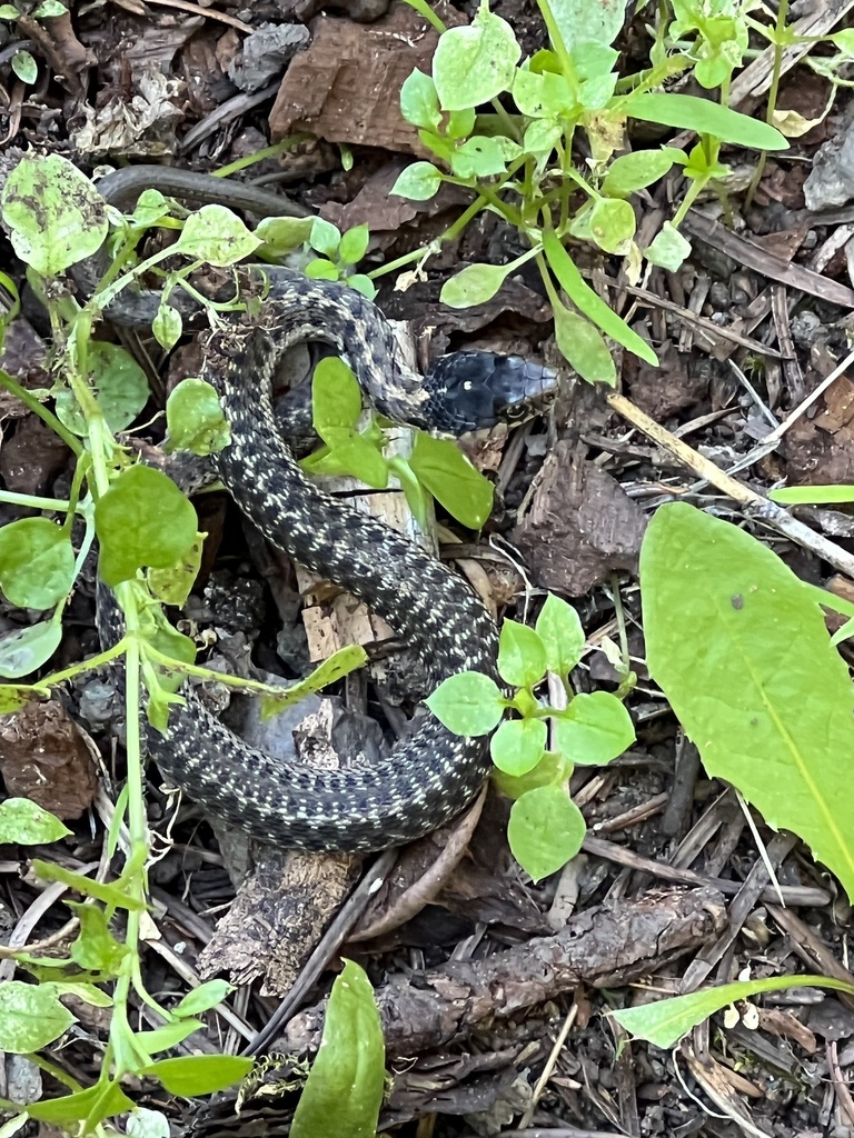 Wandering Garter Snake From Nez Perce-Clearwater National Forest ...