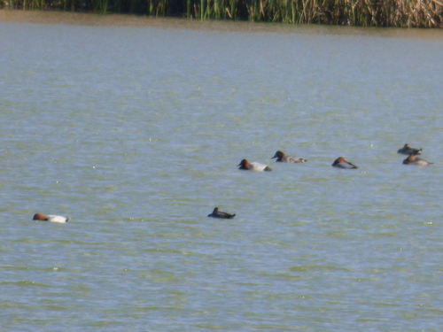 Common Pochard