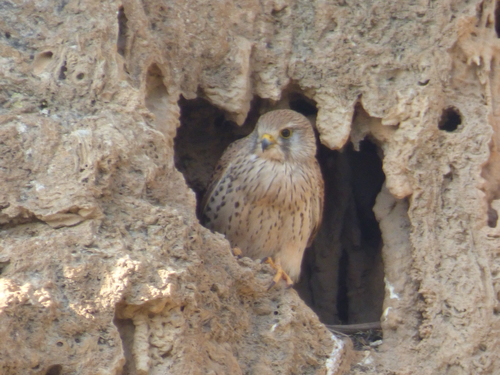 Eurasian Kestrel
