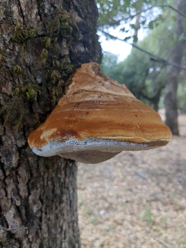Inocutis dryophila