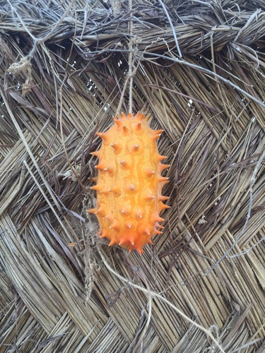 Horned Melon