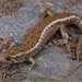 Cherokee Blackbelly Salamander - Photo (c) Jake Scott, all rights reserved, uploaded by Jake Scott