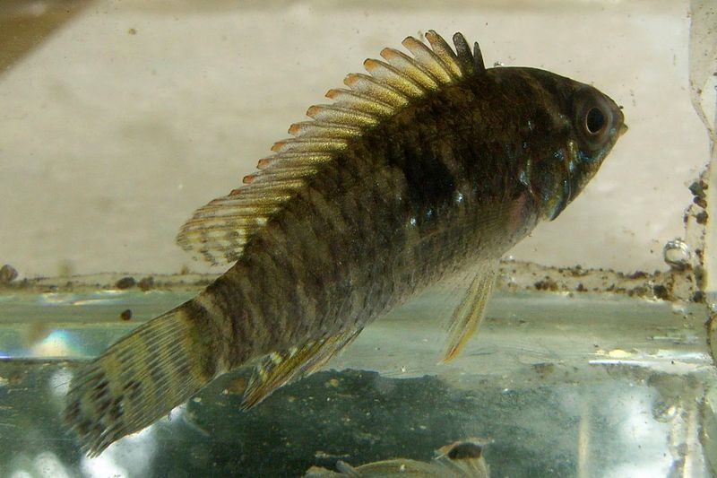 Apisto steindachneri