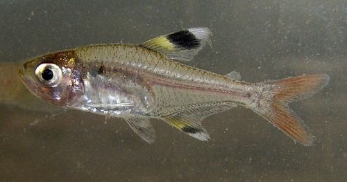 Pristella maxillaris
