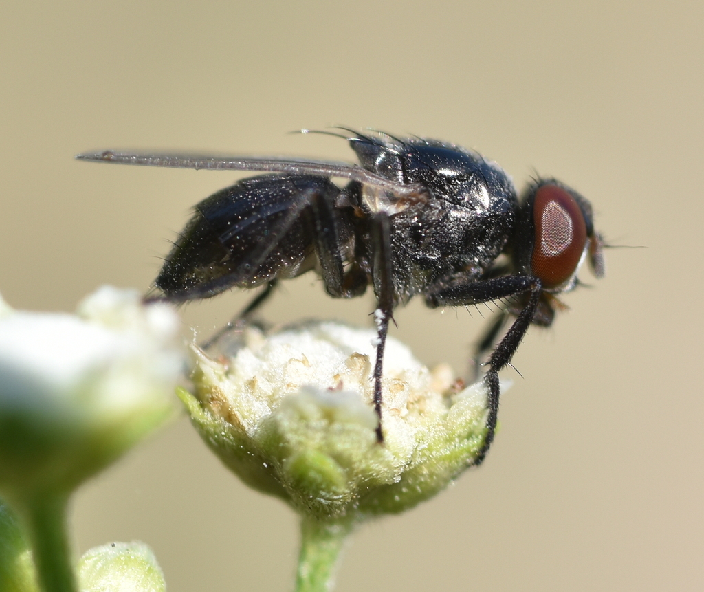 Flies from Havana, Cuba on April 8, 2021 at 11:10 AM by Arley Acosta ...