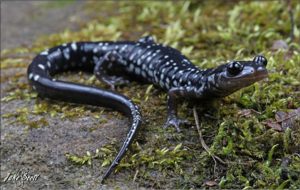 Cumberland Plateau Salamander (Plethodon kentucki)