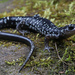 Salamandra de Meseta de Cumberland - Photo (c) Jake Scott, todos los derechos reservados, subido por Jake Scott