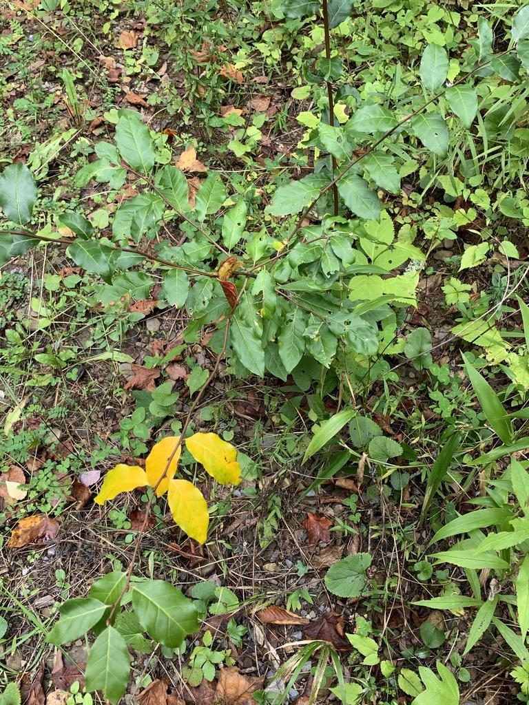 autumn olive from Monongahela National Forest, White Sulphur Springs ...