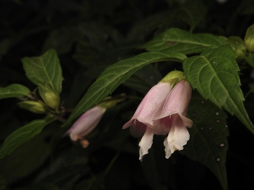 Chelonopsis moschata