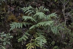 Cirsium subcoriaceum image