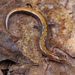 Plethodon ventralis - Photo (c) Jake Scott, kaikki oikeudet pidätetään, lähettänyt Jake Scott