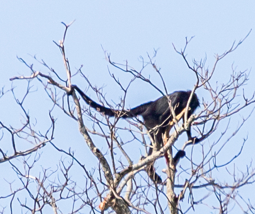 Black-faced Black Spider Monkey