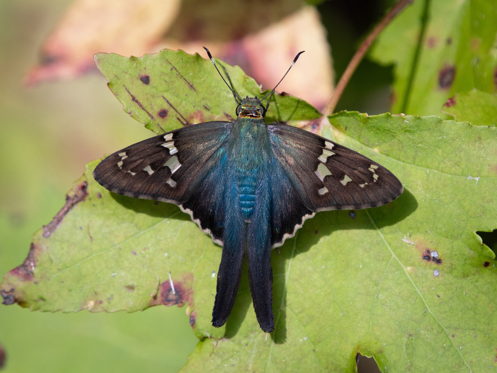 Long-tailed skipper